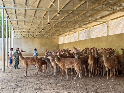 玉溪甸苴社区 呦呦鹿鸣谷 乡村产业兴