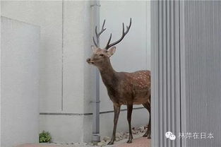 呦呦鹿科技 以数字创新守护奈良鹿的和谐生态